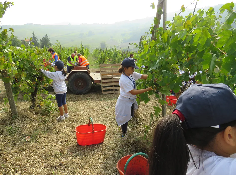 VENDEMMIAMO all’ Agriturismo Carolina  di Montalto Pavese