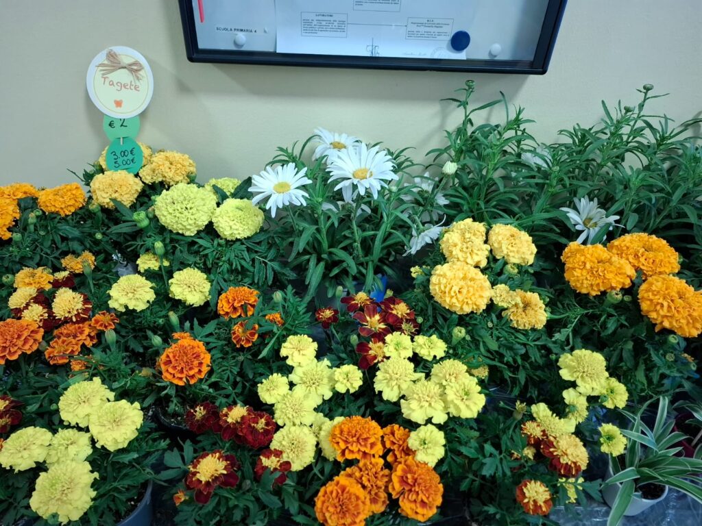 FESTA DEI FIORI
