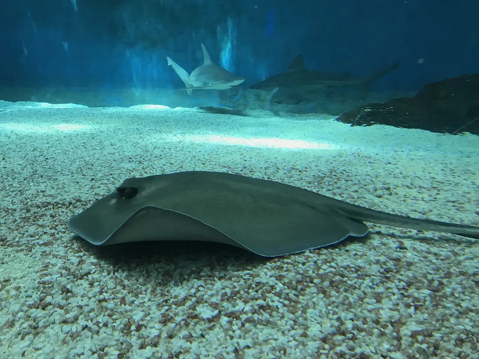 2 maggio 2017: all’Acquario di Genova, sulle orme di Darwin e Il clima sta cambiando